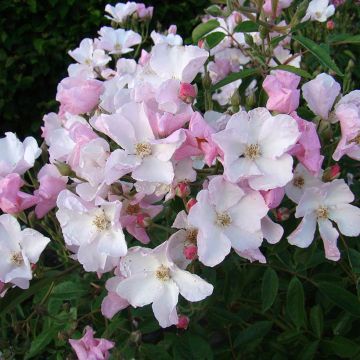 Rosa Diamant Rose - Musk Rose