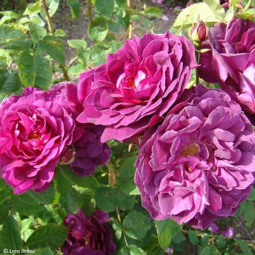 Rosa gallica officinalis Etoile Pourpre - Old Gallic Rose