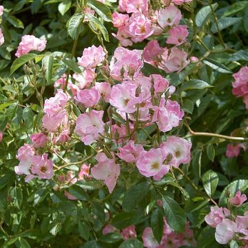 Rosa x moschata Frisson Frais - Musk Rose