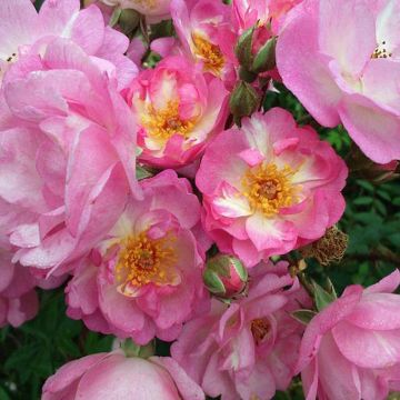 Rosa Gaard um Titzebierg - Musk Rose