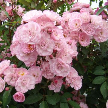 Rosa x moschata Heavenly Pink