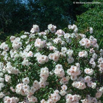Rosa  'Meivahyn' ICE MEILLANDECOR®  - Rosier Ice Meillandécor, Rosier Ice Meidiland