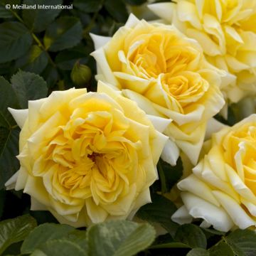 Rosa  'Meibalneo' NADIA MEILLANDECOR® - Rosier Nadia Meillandécor, Rosier Nadia Meidiland