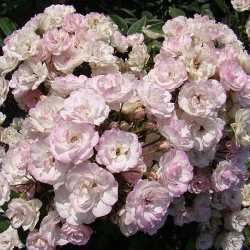 Rosa Petite de Terre Franche - Hybrid Musk rose