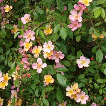 Rosa Plaisanterie - Hybrid Musk Rose