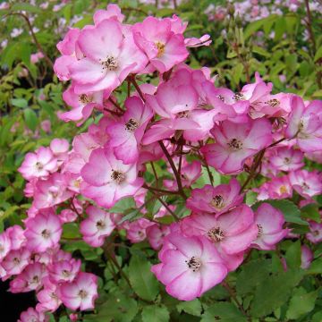 Rosa Puccini - Hybrid Musk Rose