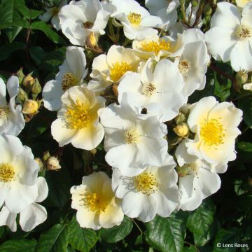 Rosa x moschata 'Rosalita' - Shrub Rose