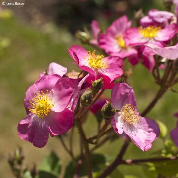 Rosa x moschata 'Rosy Purple' - Shrub Rose