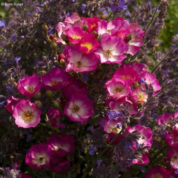 Rosa x moschata 'Schubert' - Musk Rose