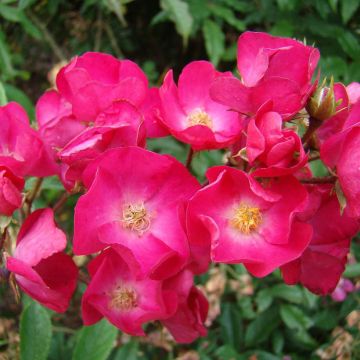 Rosa Vif Eclat - Hybrid Musk Rose