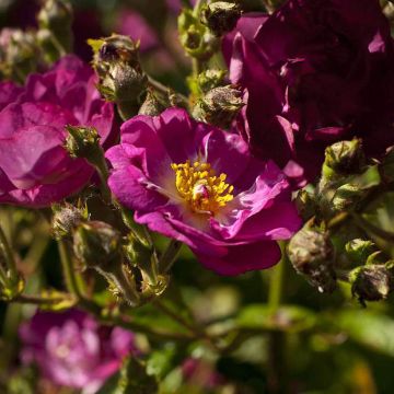 Rosa Violet Hood - Shrub Rose