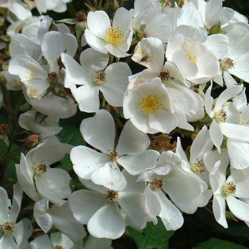 Rosa White Magic - shrub rose