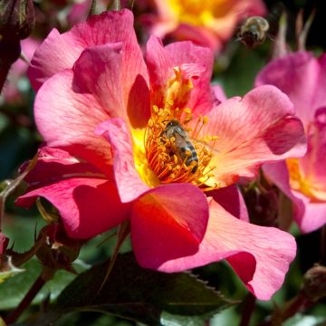 Rosa  Yann Arthus-Bertrand - Shrub Rose