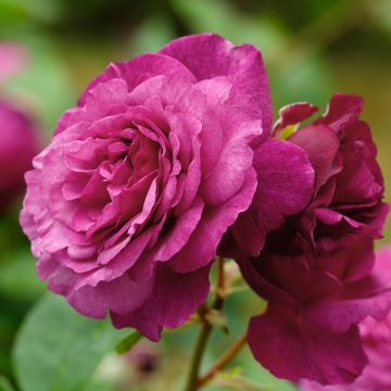 Rosa x floribunda 'Kaffe Fassett' - Shrub Rose