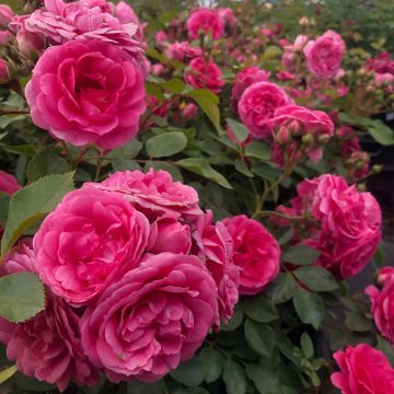 Rosa x floribunda 'Amica' Rigo Rosen - Groundcover Rose 