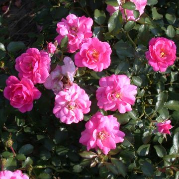 Rosa 'Mirato' - Groundcover Rose