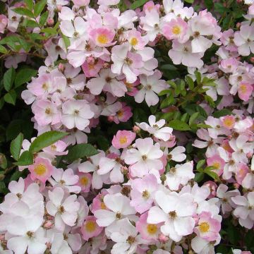 Rosa Robe Fleurie - ground cover rose