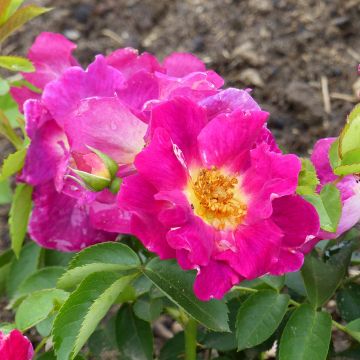 Rosa Weg der Sinne - shrub rose