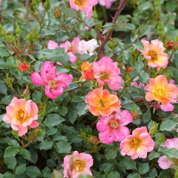 Rosa Happy Chappy - Ground Cover Rose