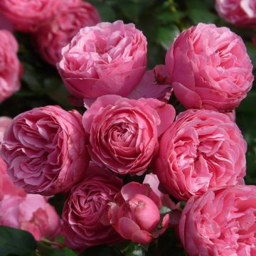 Rosa x floribunda Pomponella Korpompan