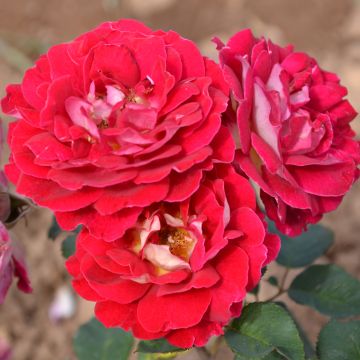 Rosa Generosa - 'Guy Darmet' - Shrub Rose