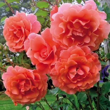 Rosa  'Alibaba' Chewalibaba - Climbing Rose