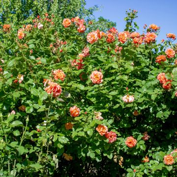 Rosa 'Aloha' - Climbing Rose from 'Max' Series 