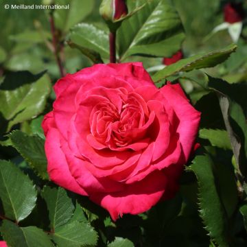 Rosa  'Baisikomik' CHERRY EXPLOSION® - Rosier grimpant Cherry Explosion