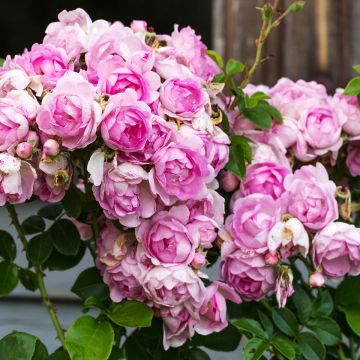 Rosa 'Jasmina' - Klettermaxe Climbing Rose