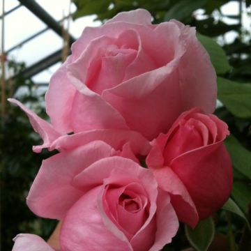 Rosa 'Kiss Me Kate' -Climbing Rose