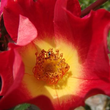 Rosa 'Cocktail' - Climbing Rose