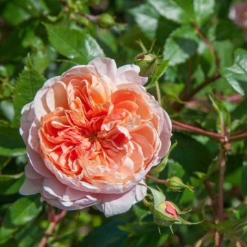 Rosa 'Colette' - Shrub or Climbing Rose