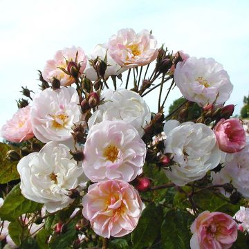 Rosa x filipes 'Dentelle de Malines' - Rambling Rose
