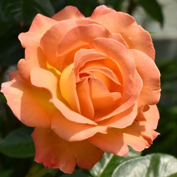 Rose DistingO Orange Climbing Rose