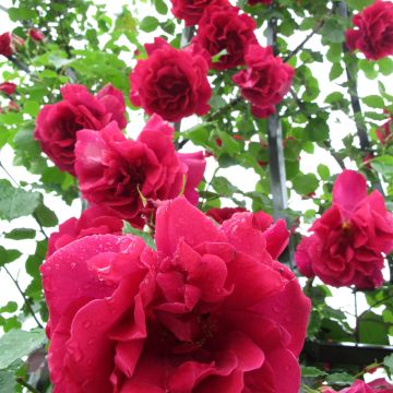 Rosa 'Etoile de Hollande' - Climbing Rose