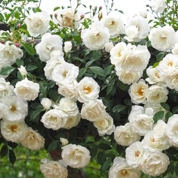 Rosa Climbing Iceberg