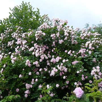 Rosa Frau Eva Schubert - Climbing Rose