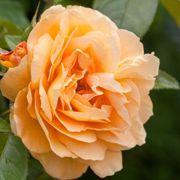 Rosa Fregate Lapfreg