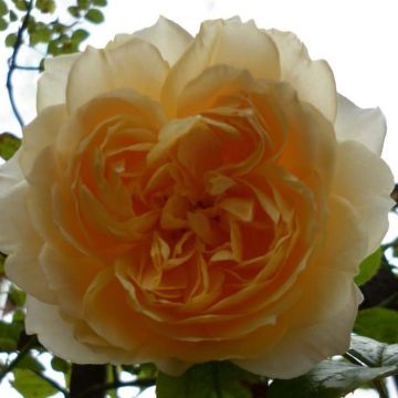 Rosa 'Ginger Syllabub'