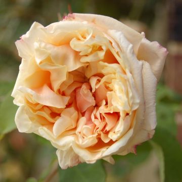 Rosa 'Gloire de Dijon'