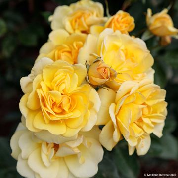 Rosa 'Golden Pareo' - Climbing Rose