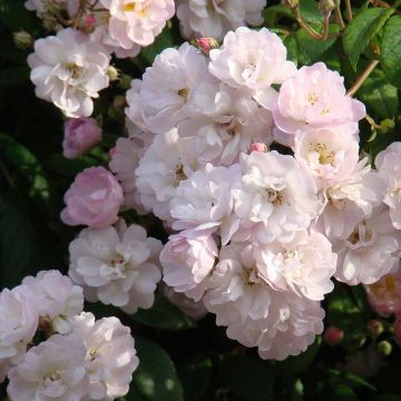 Climbing rose 'Garland'