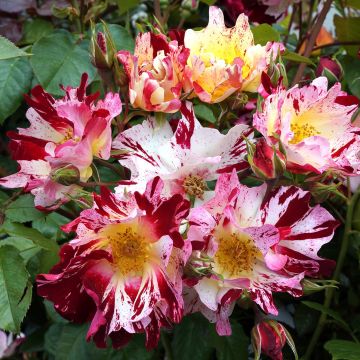 Rosa 'Hanabi' - Climbing Rose