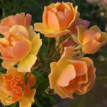 Rosa 'Happy Dance' - Climbing Rose