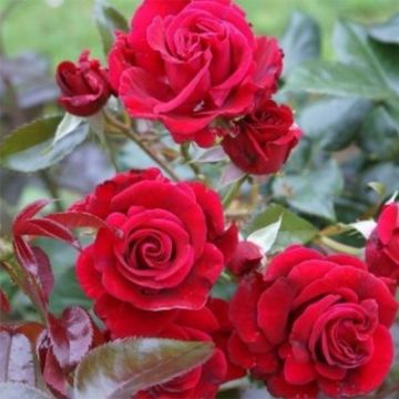 Rosa Le Grand Huit - Climbing Rose