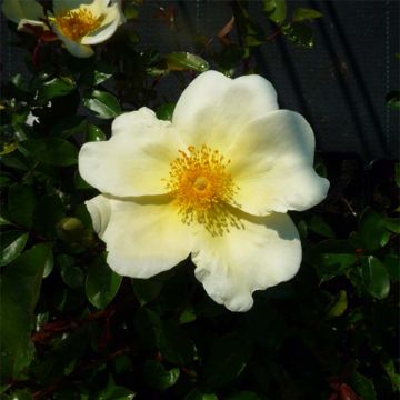 Rosa x bracteata 'Mermaid' - Climbing Rose