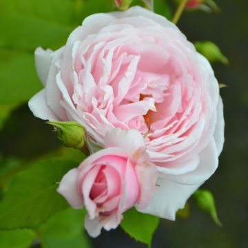 Rosa x grimpant 'Nahéma' - Climbing Rose