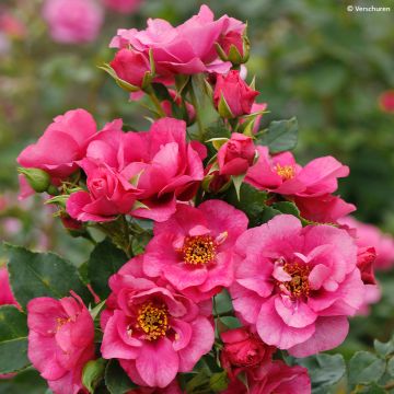 Rosa Orienta 'Aladdin'