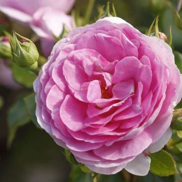 Rosa Ozeana - Climbing Rose