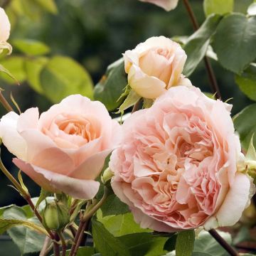 Rosa x grimpant 'Papi Delbard' - Climbing Rose